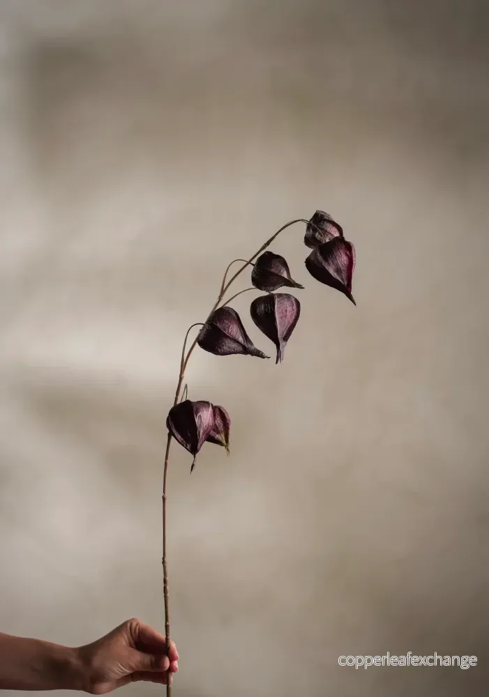Physalis 95cm