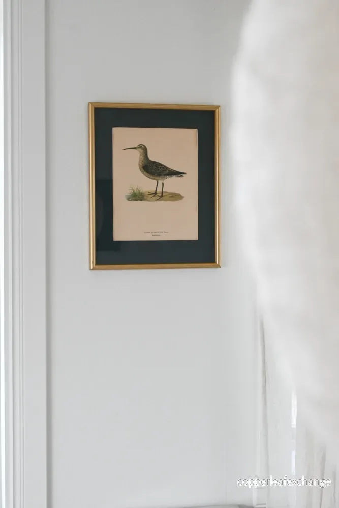 Litografi ”Svenska Fåglar” Von Wright