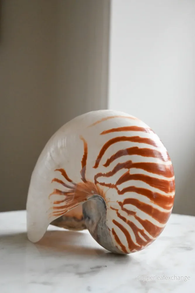 Nautilussnäcka - Bild 3