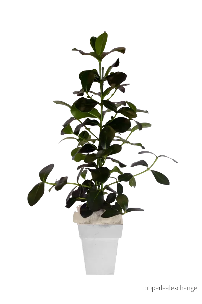 Växt, Ficus Växt, Ficus