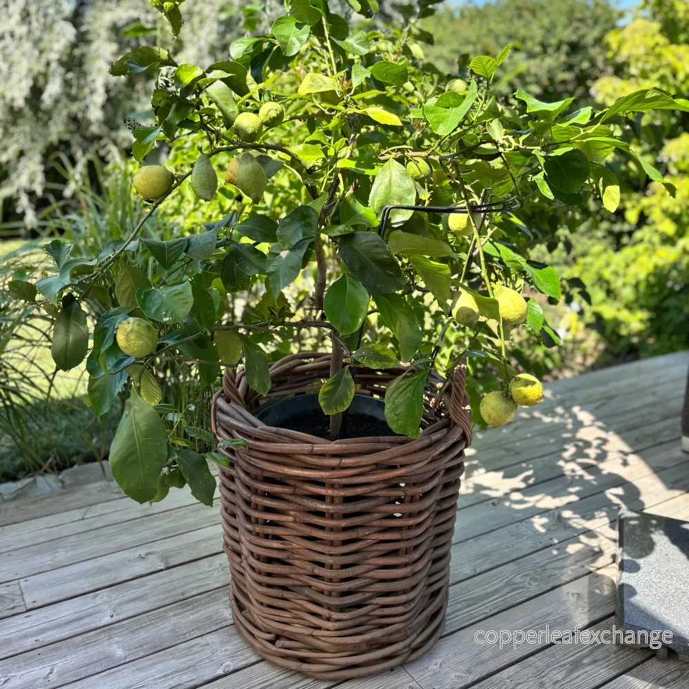 Rottingkorgar Premium med Hjul Set 2 Delar - Mörkbrun Ø60/50 cm - Bild 3