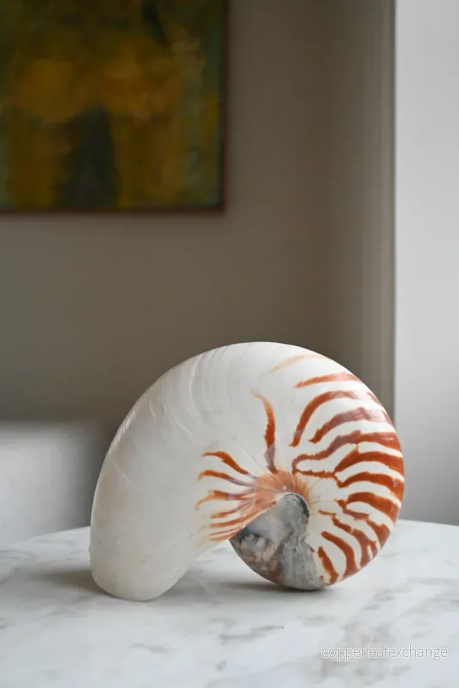 Nautilussnäcka - Bild 2