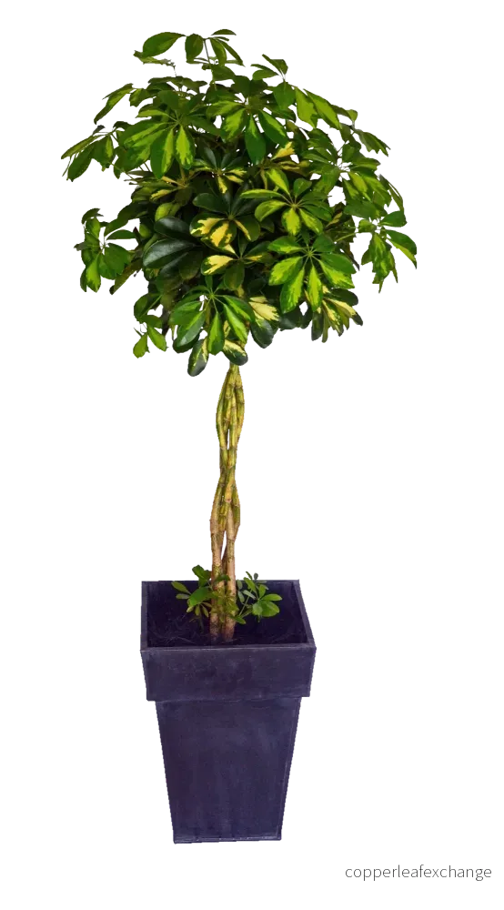 Växt, Schefflera Växt, Schefflera