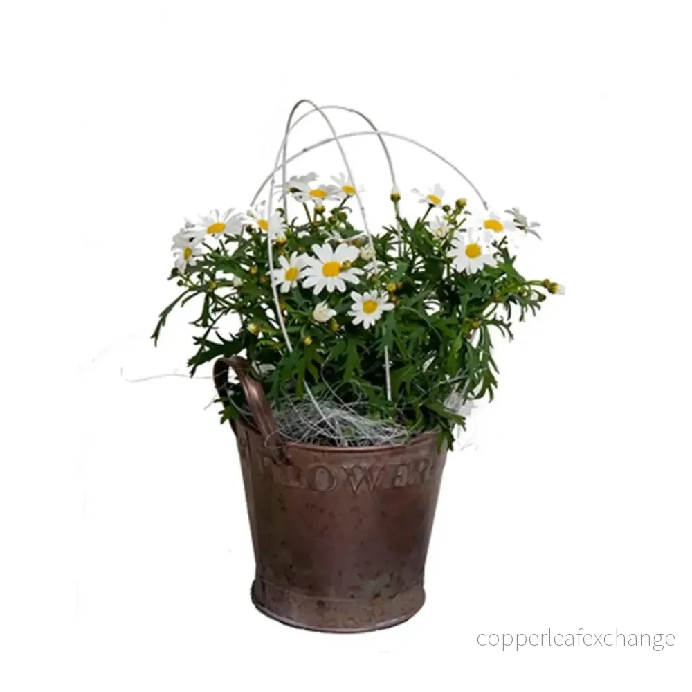 Blommande bordsväxt, utomhus Blommande bordsväxt, utomhus