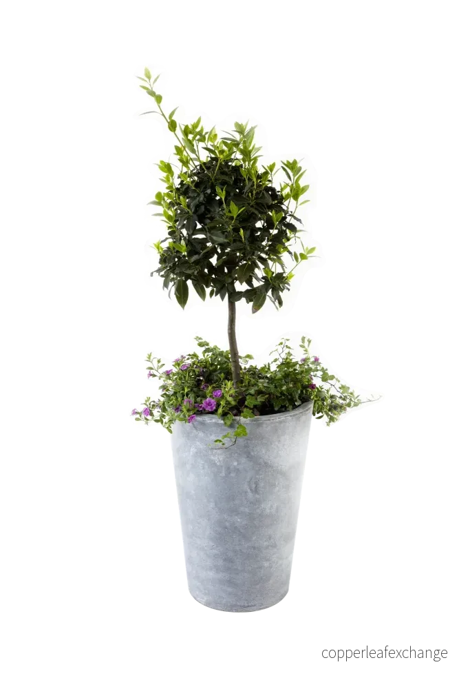 Utomhusväxt, plantering stor Utomhusväxt, plantering stor