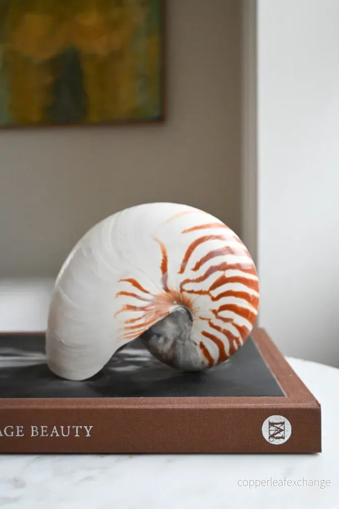 Nautilussnäcka Nautilussnäcka