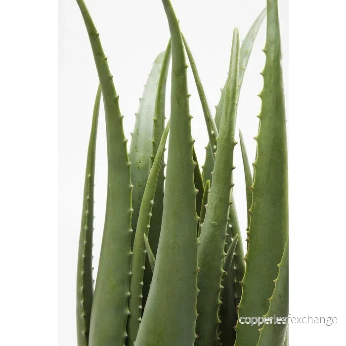 Konstväxt KARE DESIGN - ALOE, 69 cm - Bild 2