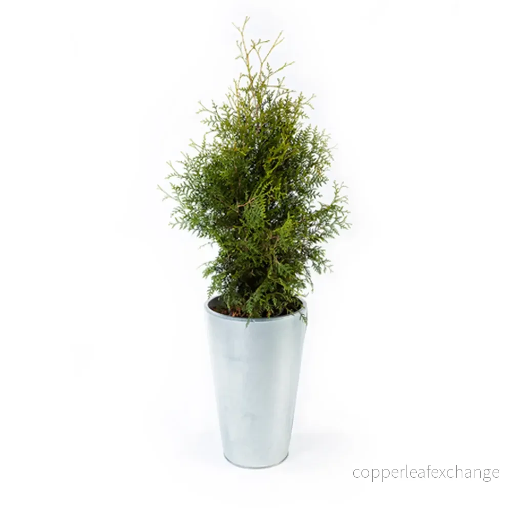 Utomhusväxt, Thuja Utomhusväxt, Thuja