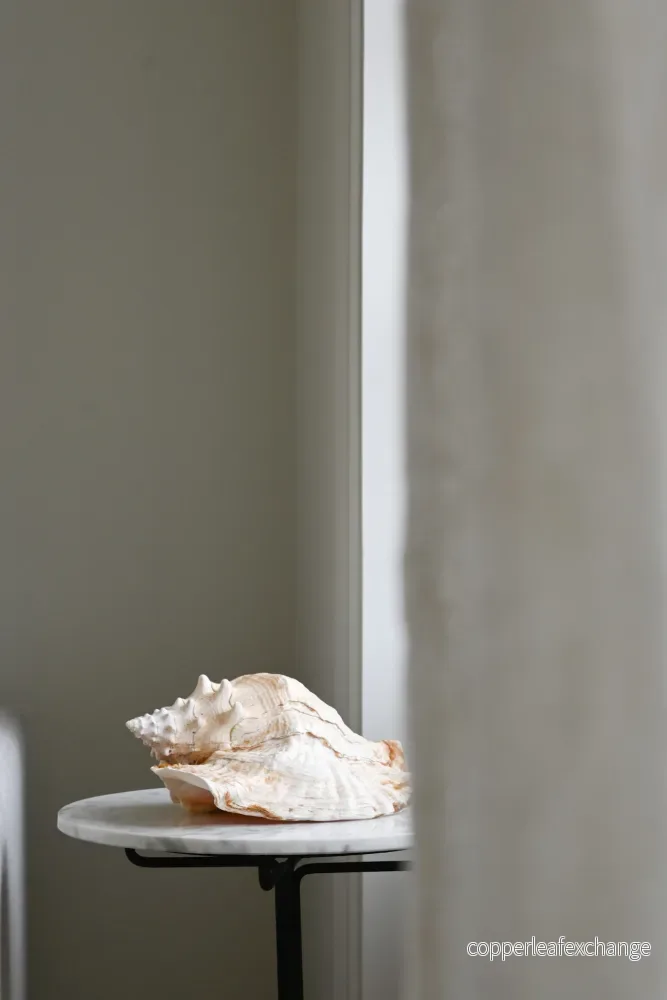 Snäcka Queen Conch