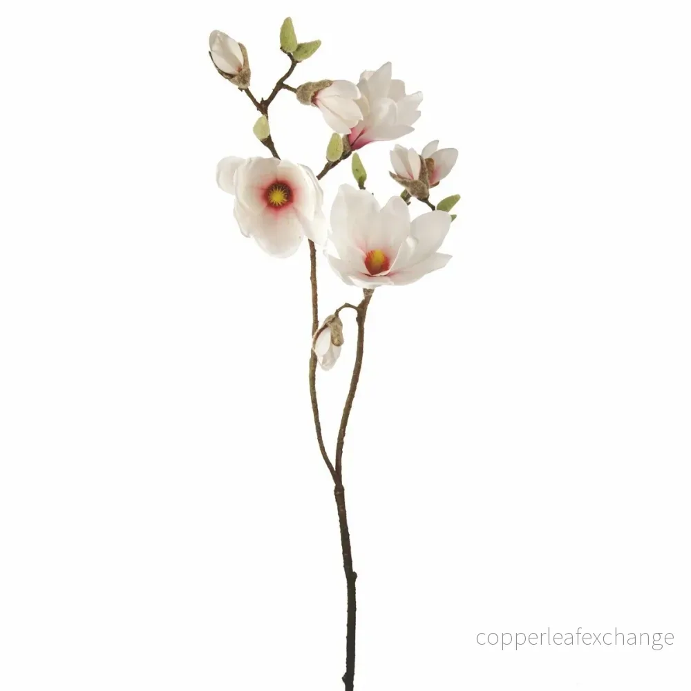 Magnolia