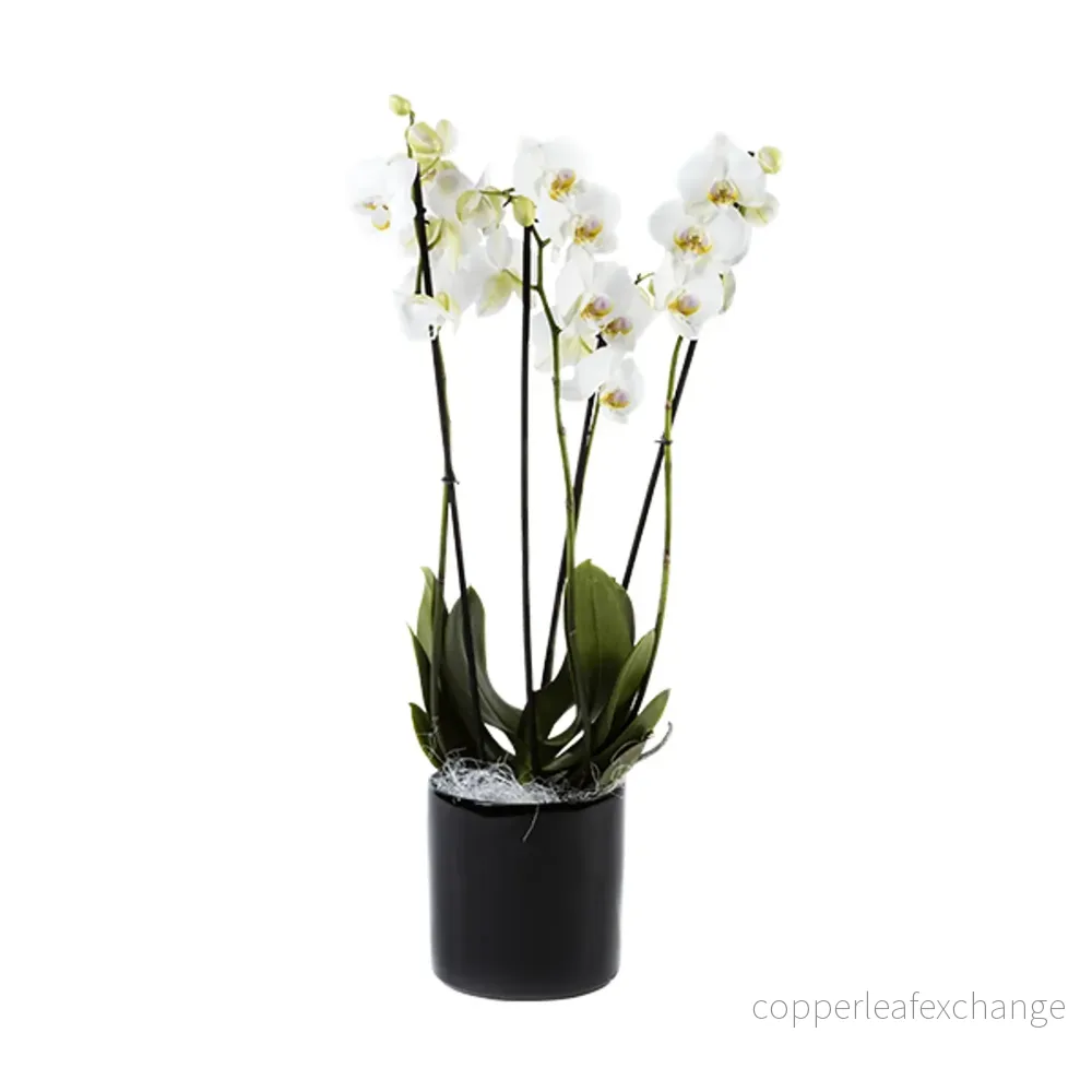 Blomma, Orkidée
