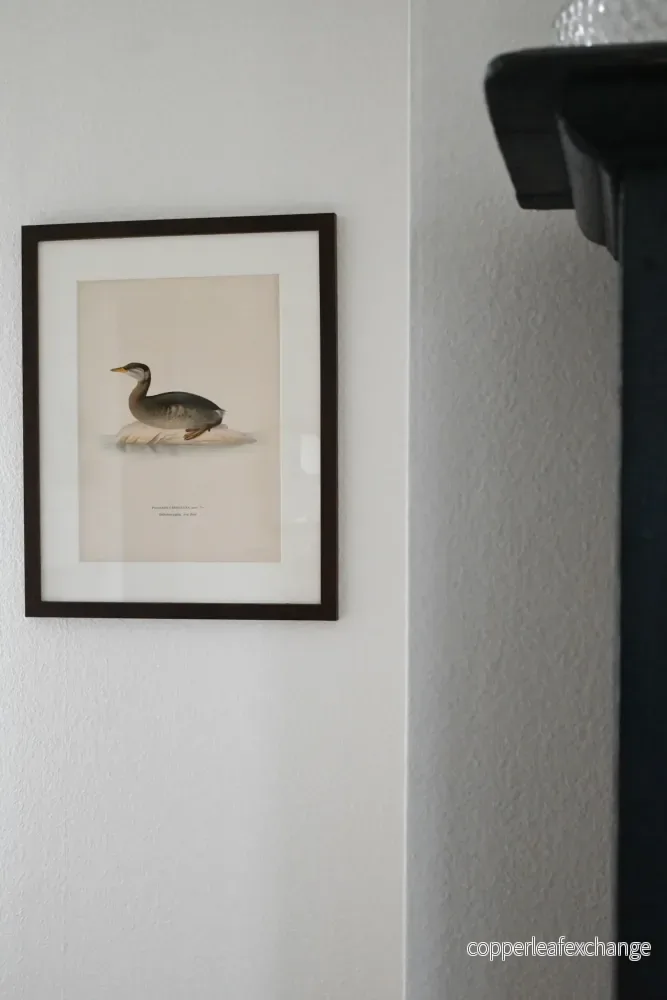 Litografi Svenska Fåglar - Bild 2