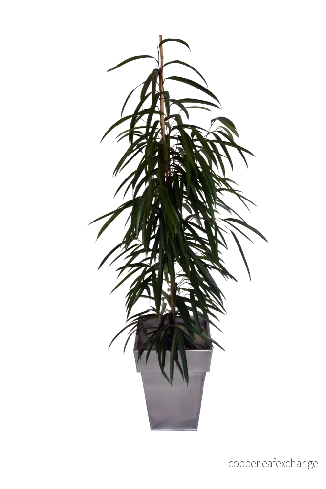 Växt, Ficus Ali Växt, Ficus Ali