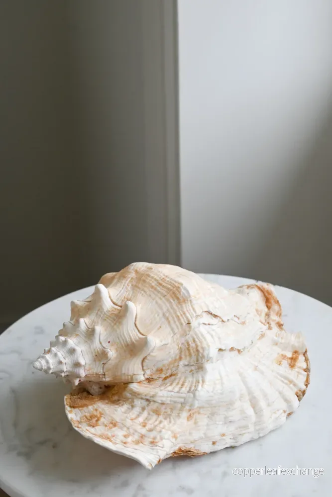 Snäcka Queen Conch - Bild 3