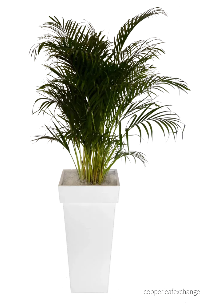 Växt, Arecapalm Växt, Arecapalm